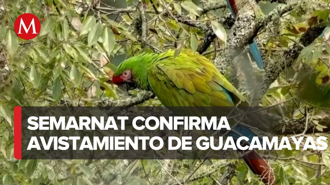 Especies en peligro de extinción en Hidalgo