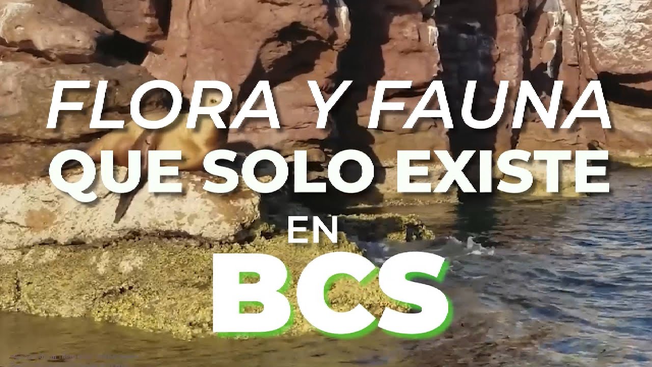 Especies endémicas de Baja California Sur