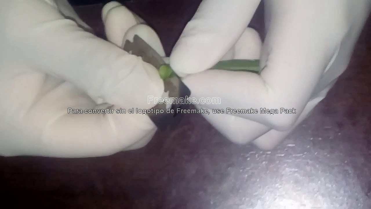 Estructura de una hoja en corte transversal