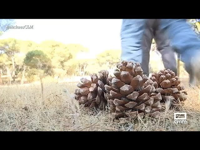 Estructura de una piña de pino