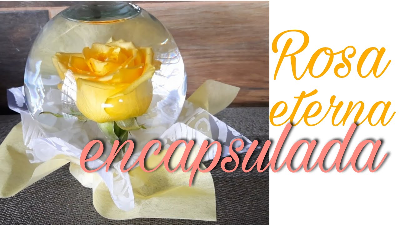 Eterna belleza: ¿cuánto vive una rosa en agua?