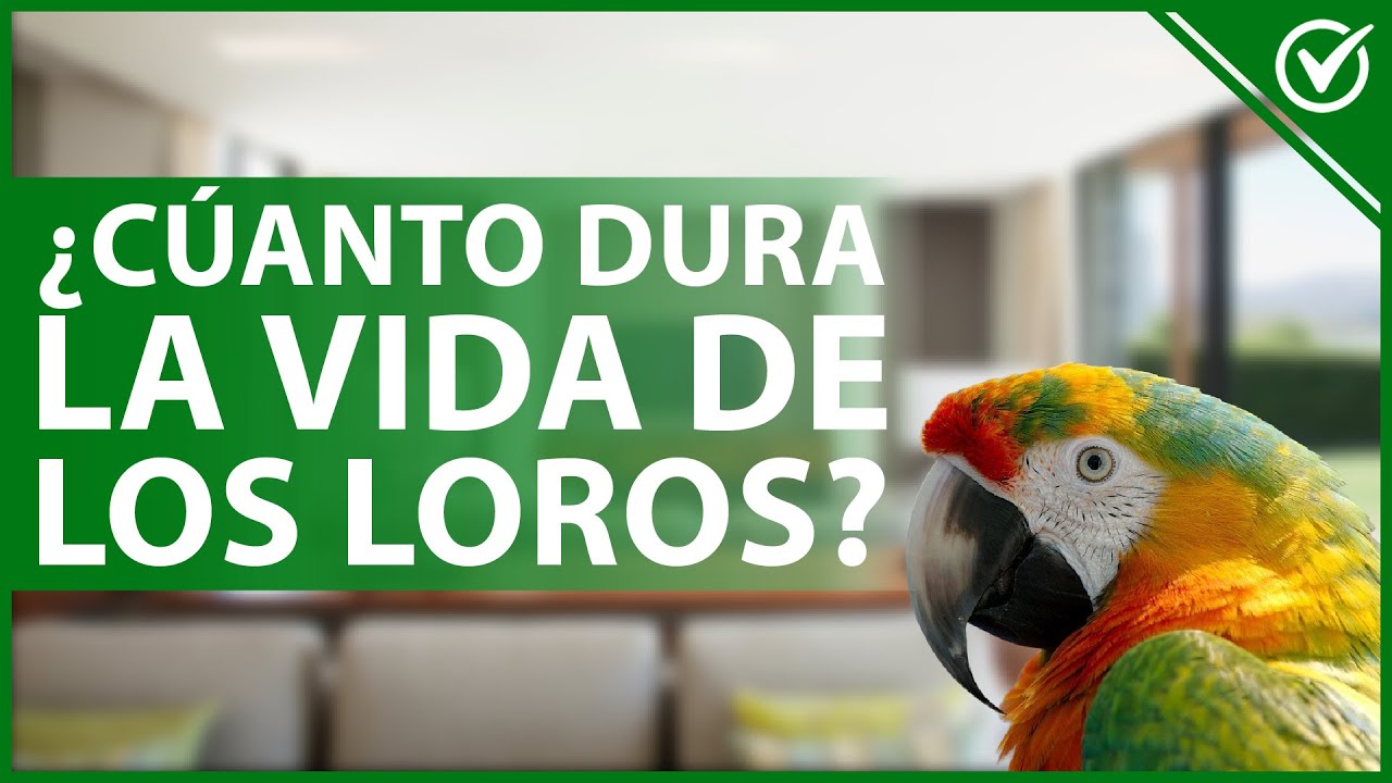 Expectativa de vida de un perico verde