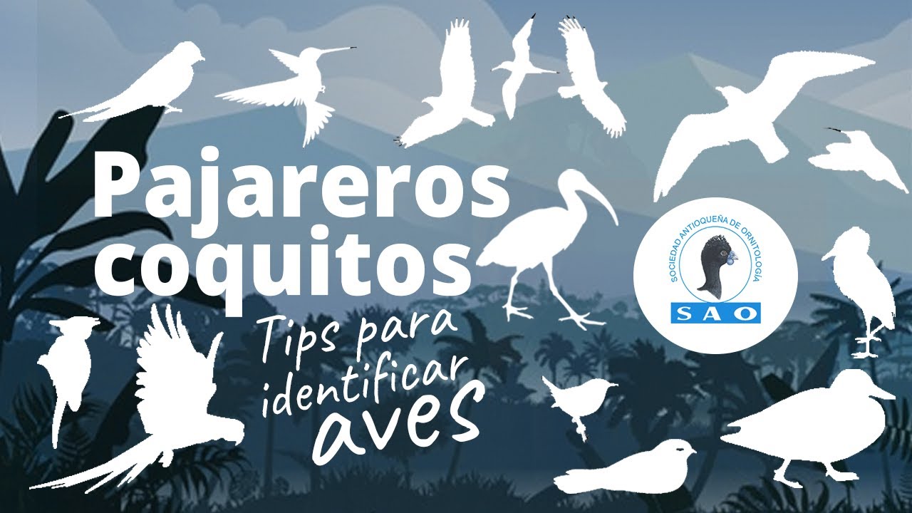 Explora el campo de la ornitología