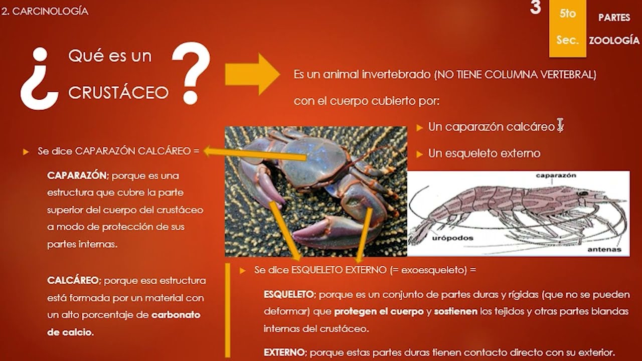 Explora la carcinología: Campo de estudio fascinante