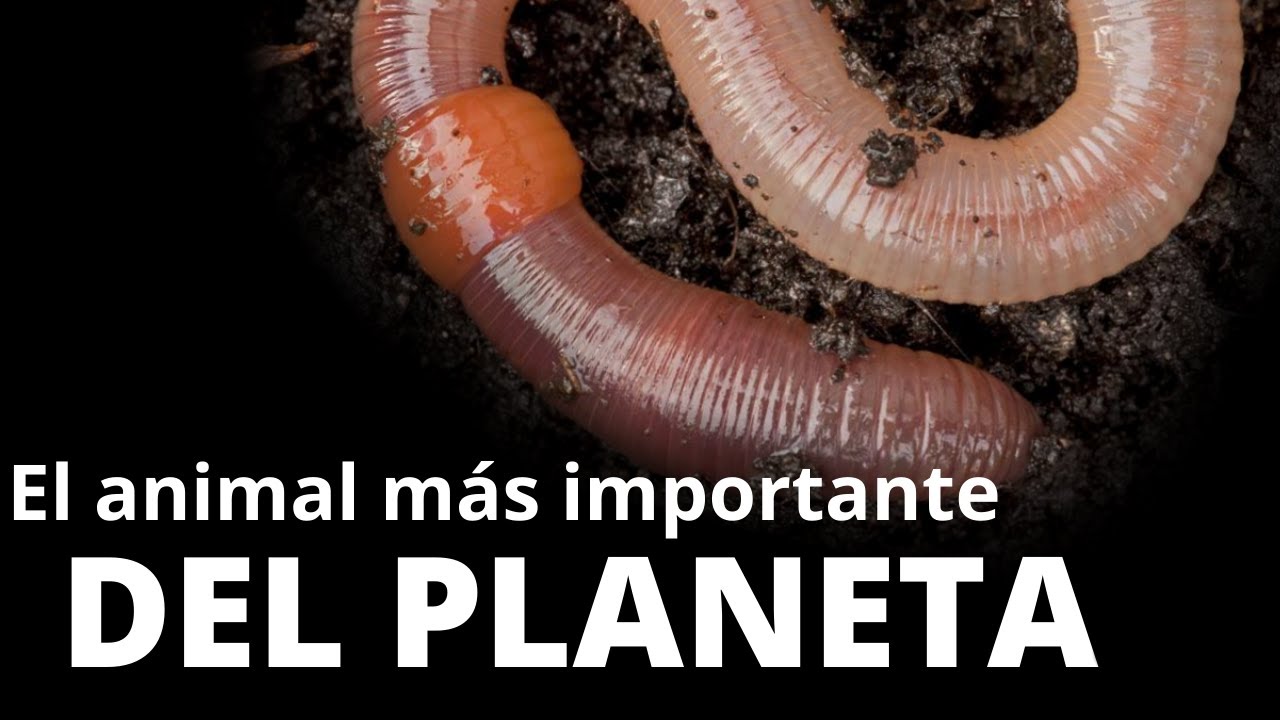 Explorando la Simetría de la Lombriz de Tierra