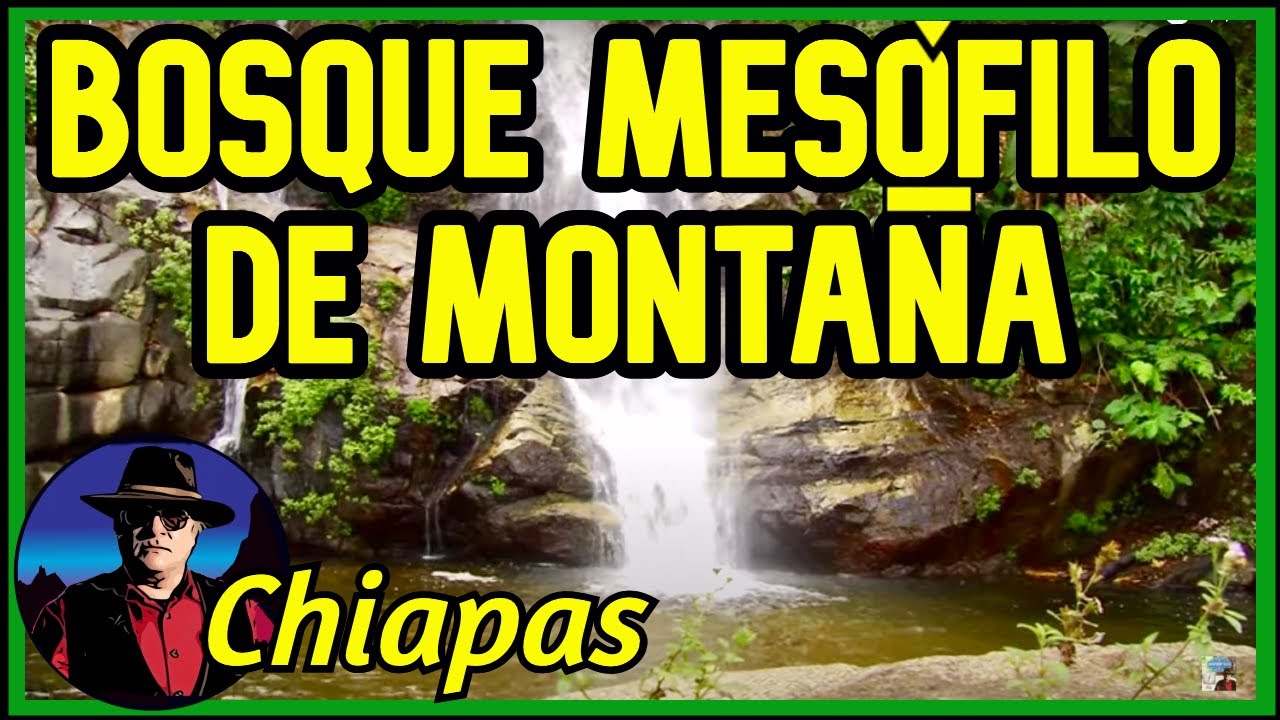 Explorando la flora y fauna del bosque mesófilo