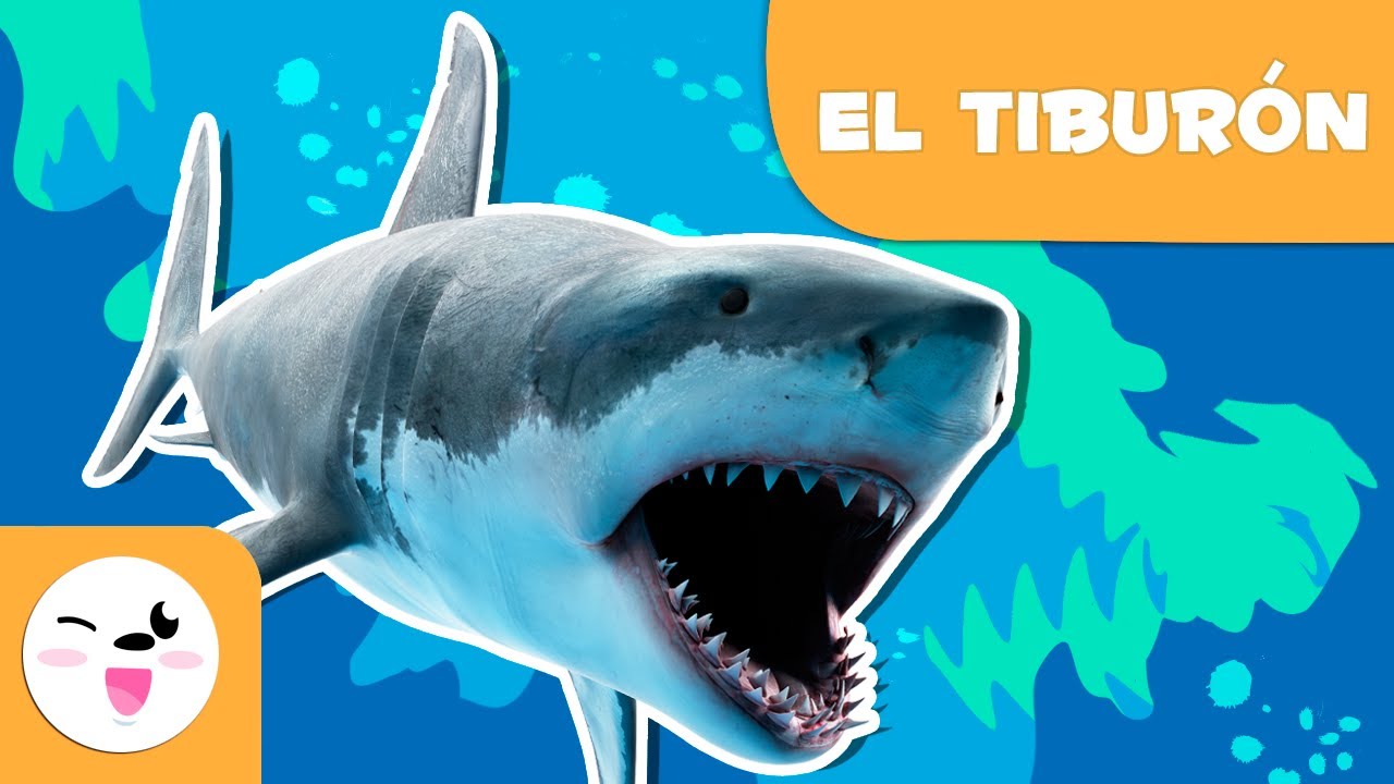 Exposición de tiburones para preescolares: ¡una experiencia divertida y educativa!