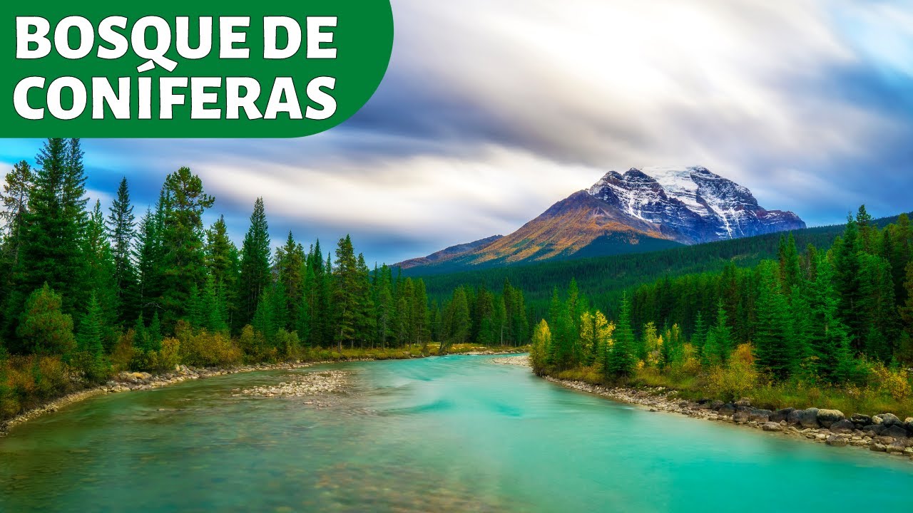 Fauna del bosque de coníferas: descúbrela