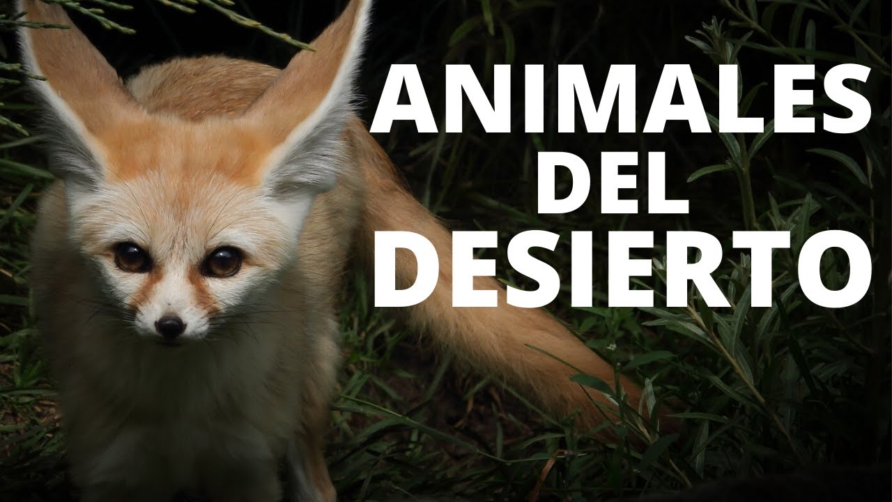 Fauna del matorral: descubre qué animales viven ahí