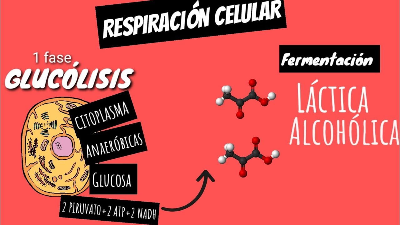 Fermentación láctica: reacción química