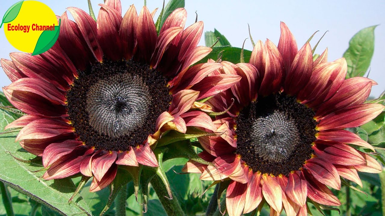 Flor similar al girasol