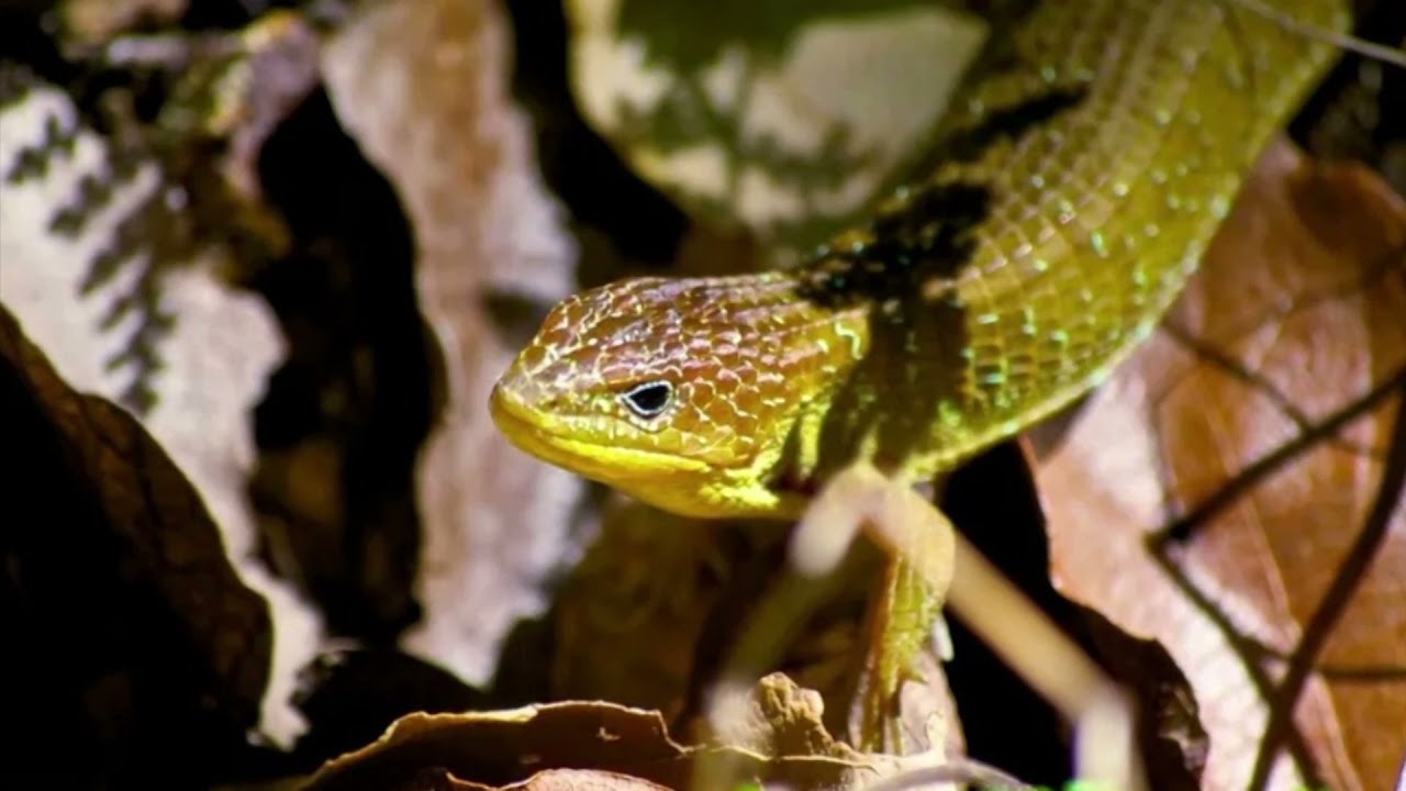 Flora y fauna de Romita Guanajuato