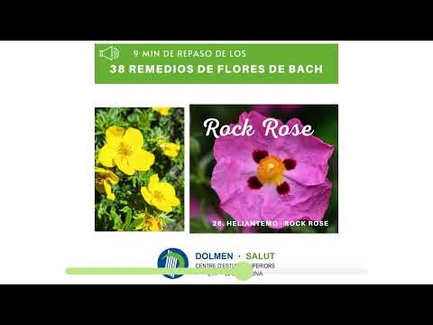 Flores en orden alfabético