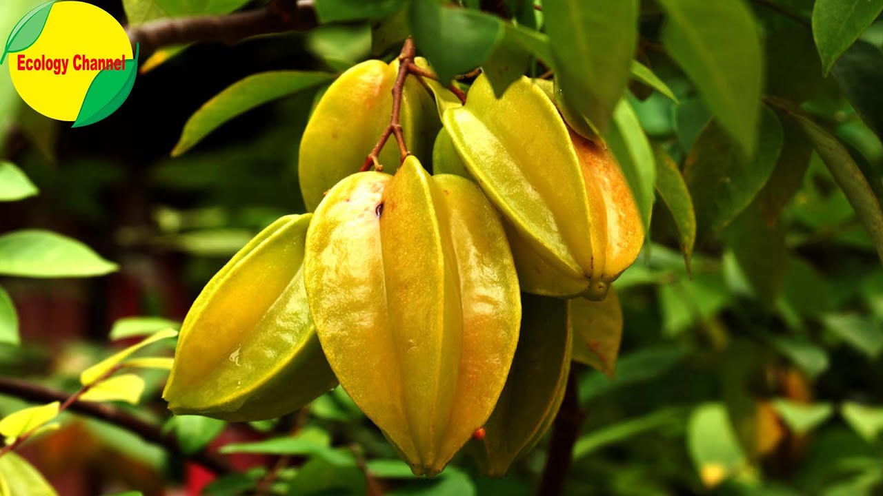 Frutas originarias de Puebla: ¡descúbrelas!