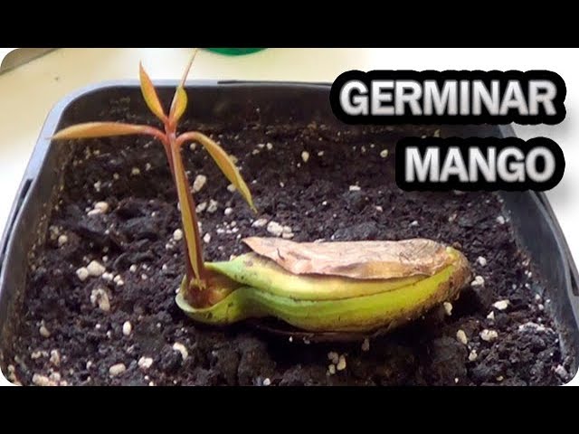 Germinando un hueso de mango