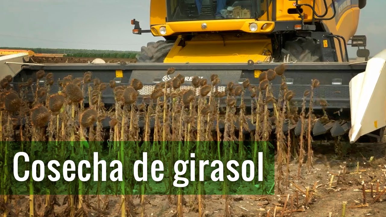 Girasol en Argentina: ¿cómo se llama?