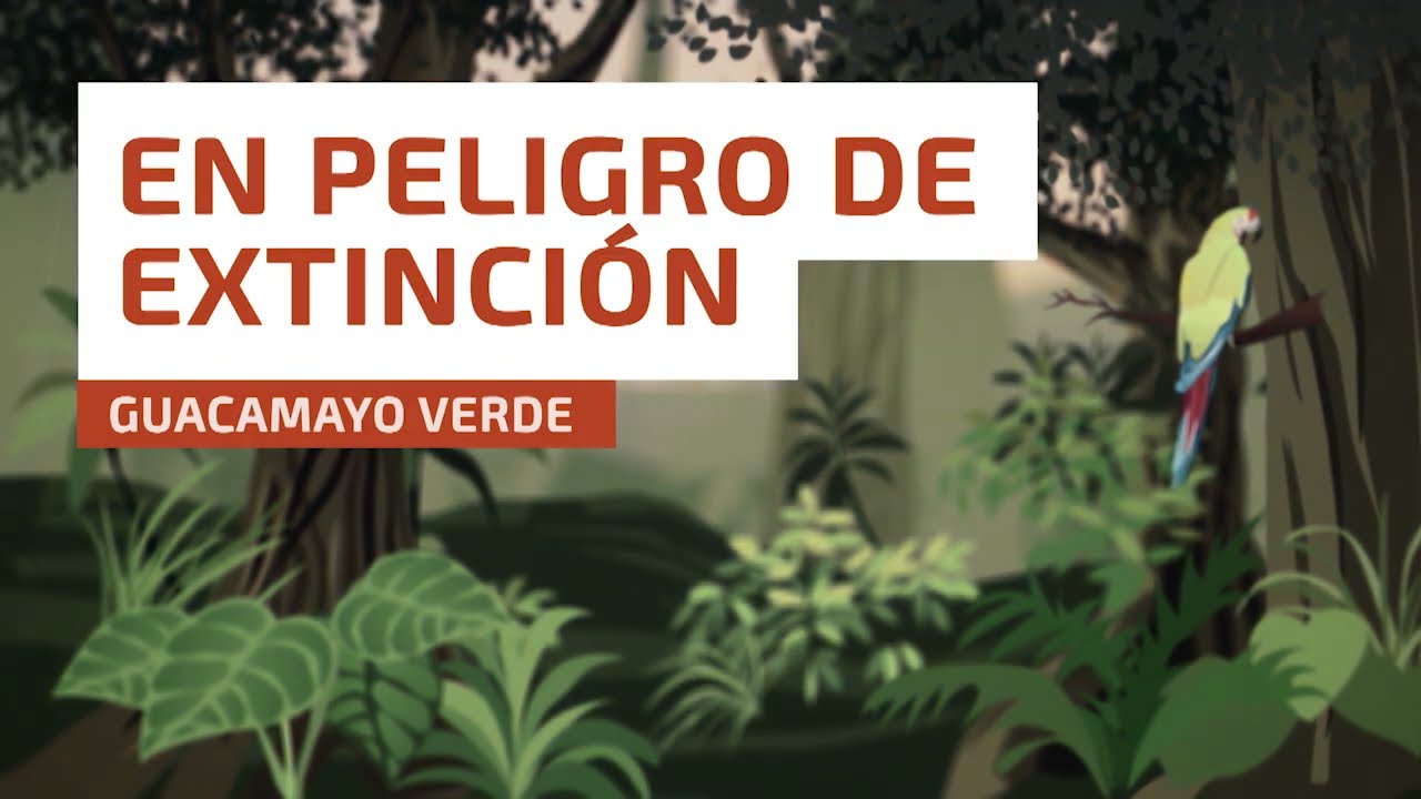 Guacamayo verde en peligro de extinción