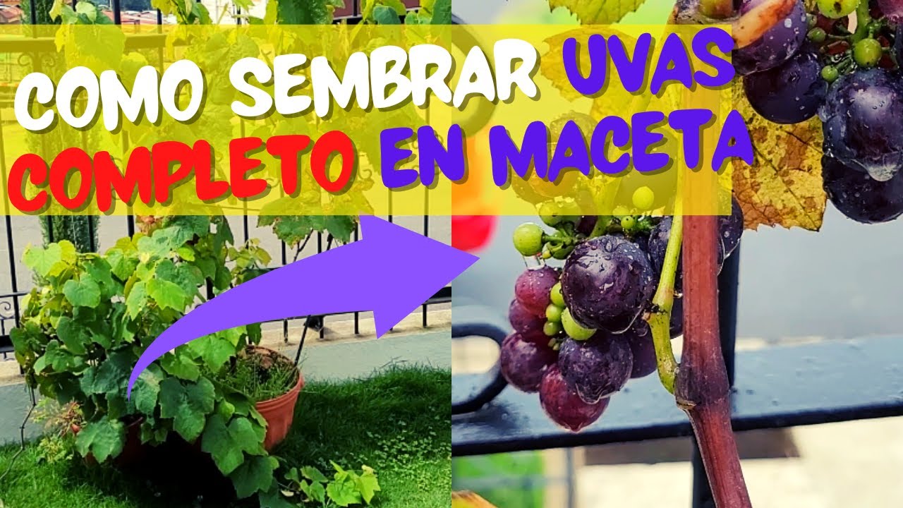 Guía para cultivar una parra en maceta