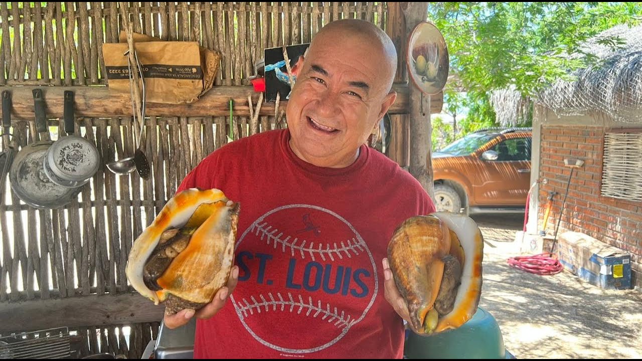 Guía para extraer un caracol marino de su caparazón