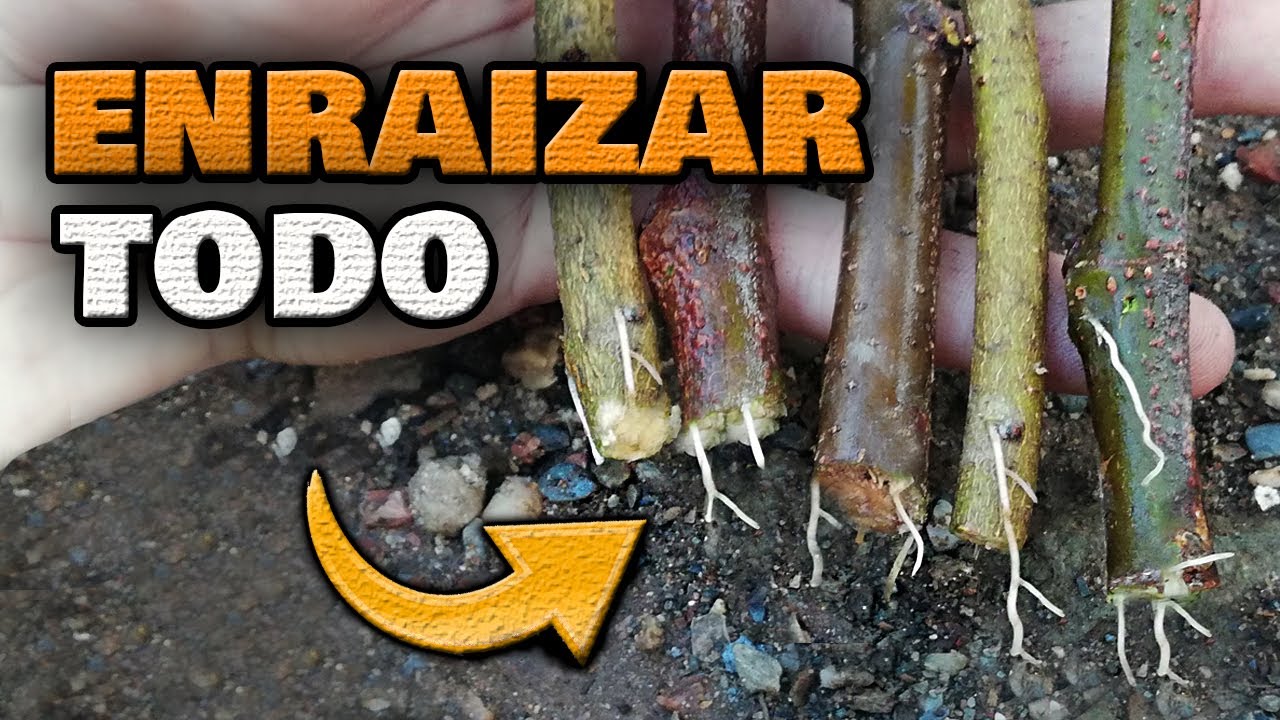 Guía para plantar árboles a partir de ramas