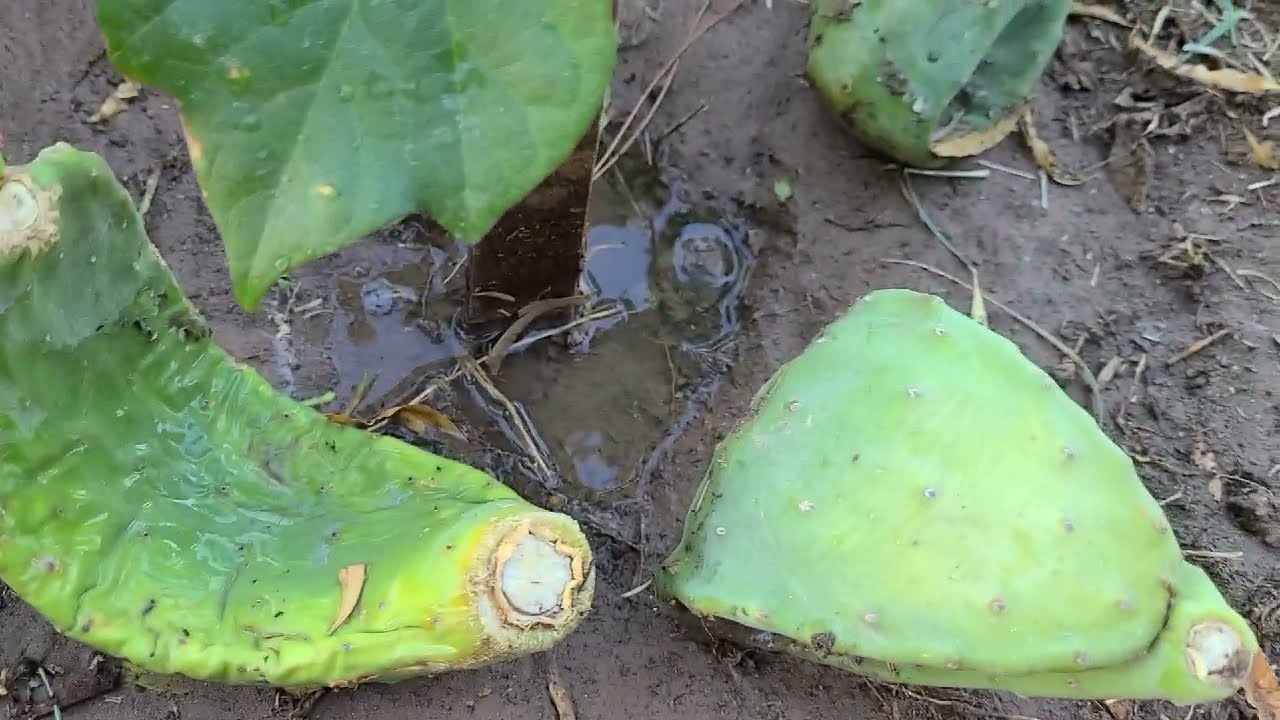Guía para secar plantas de nopal de forma efectiva