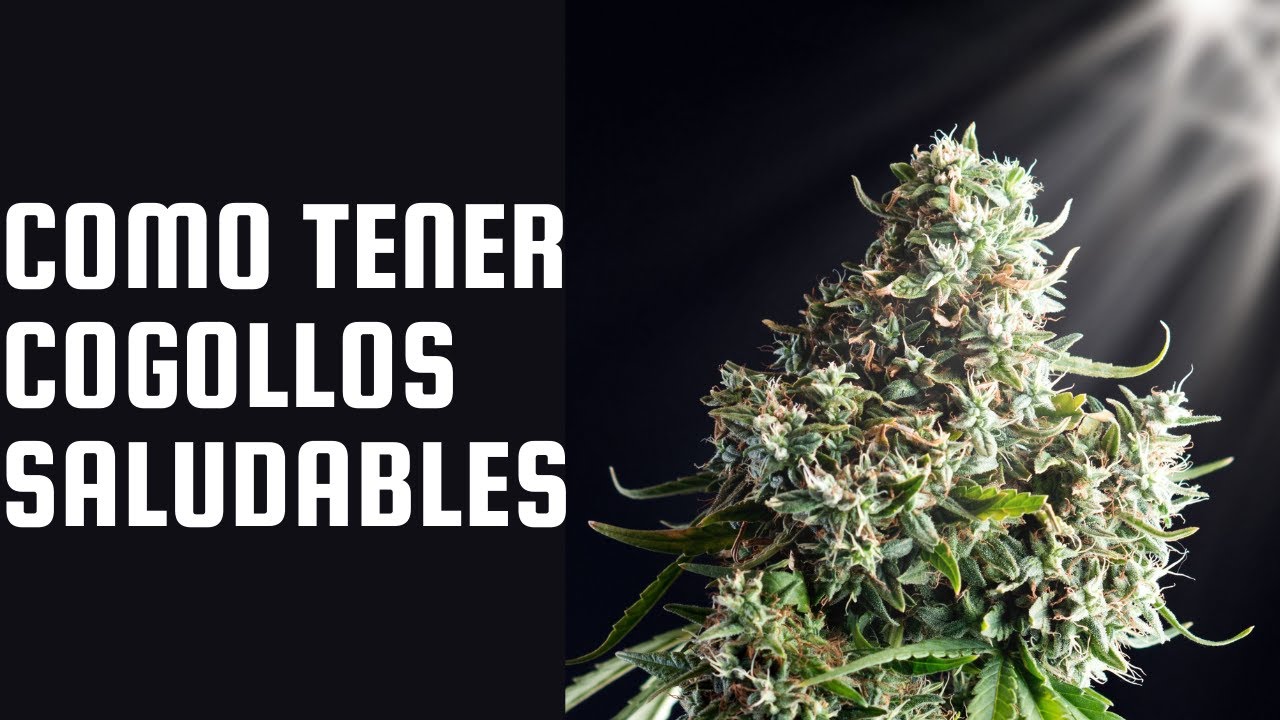Guía sobre la floración de plantas