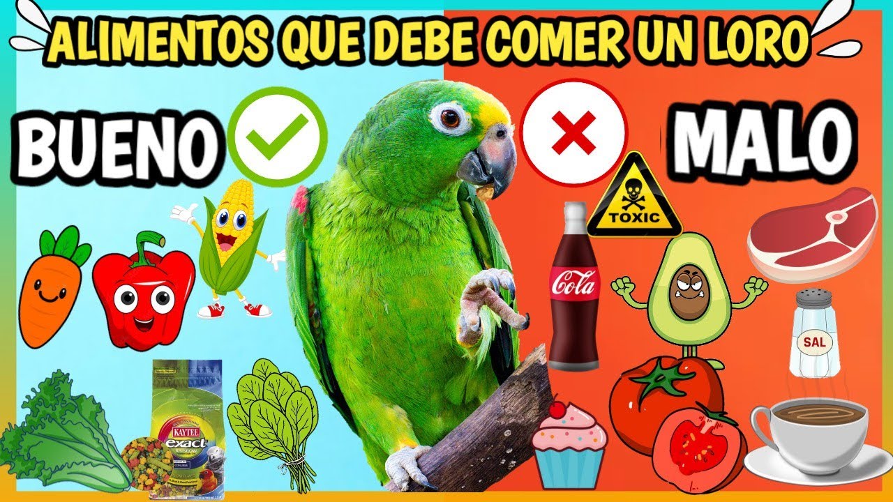 Hábitat y alimentación del loro