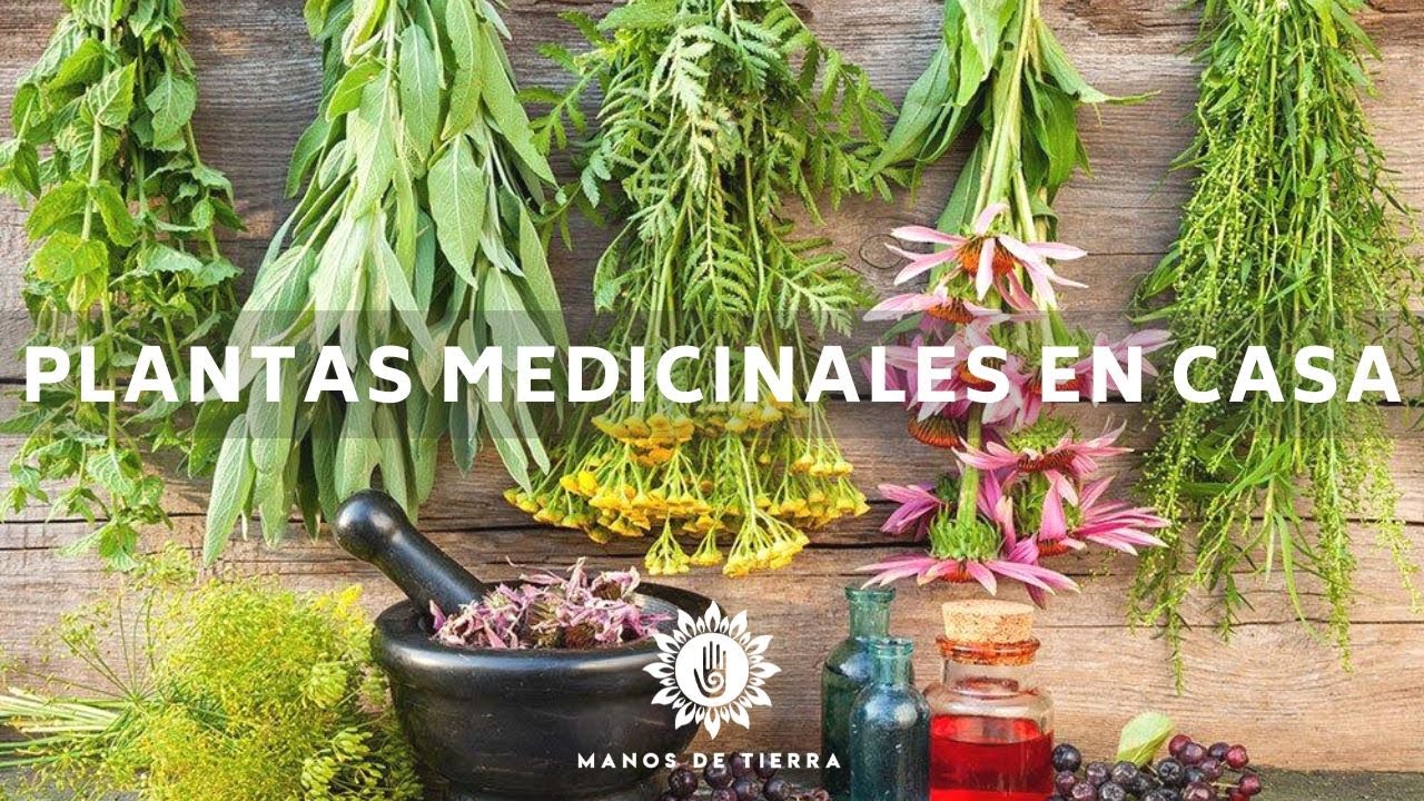 Herbolaria en casa: ¡Salud al alcance de tu mano!