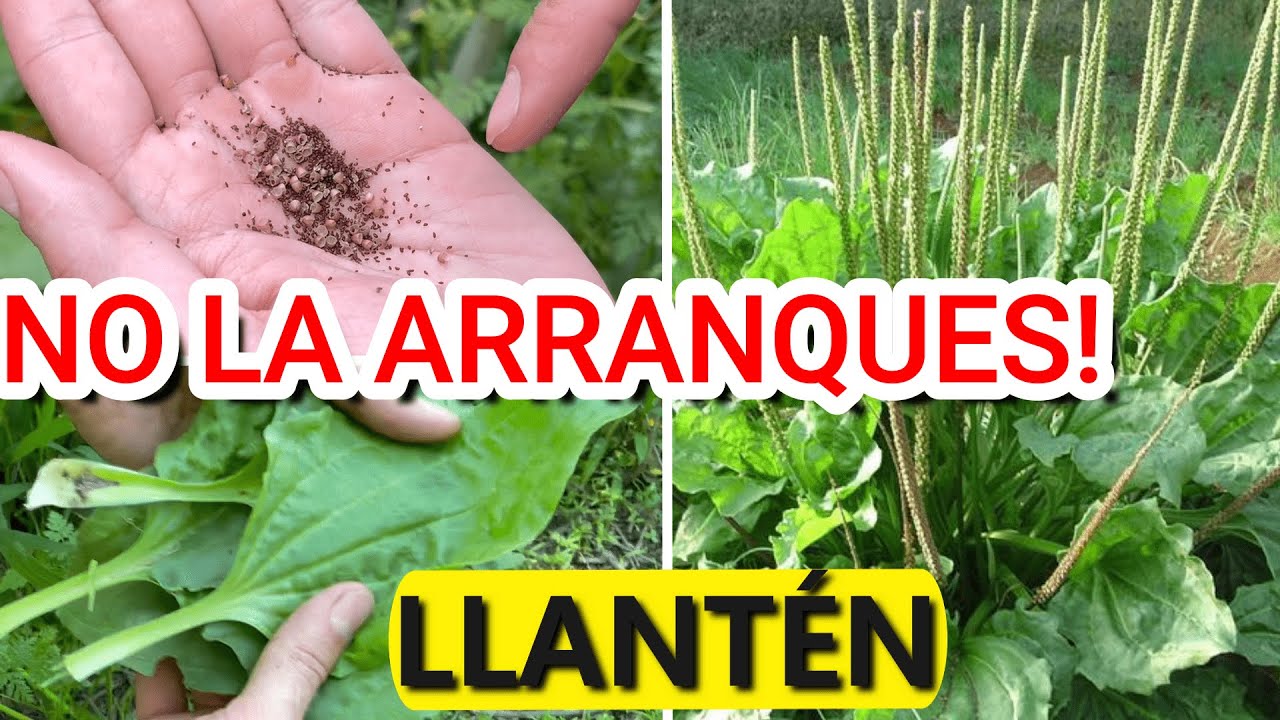 Hojas transparentes: ¿conoces su nombre específico?