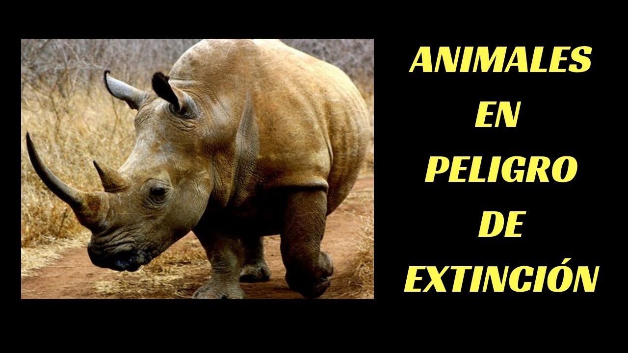Hongos en peligro de extinción: Nombres que debes conocer