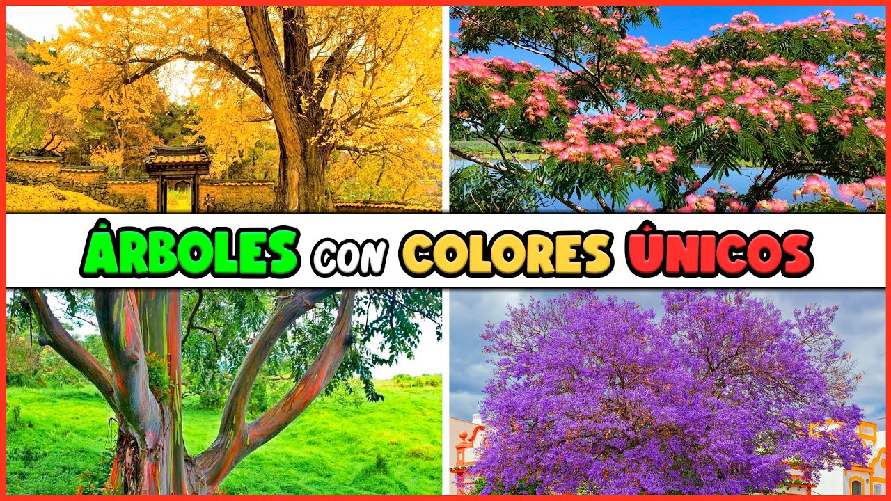 Identificando el árbol de hojas rosas