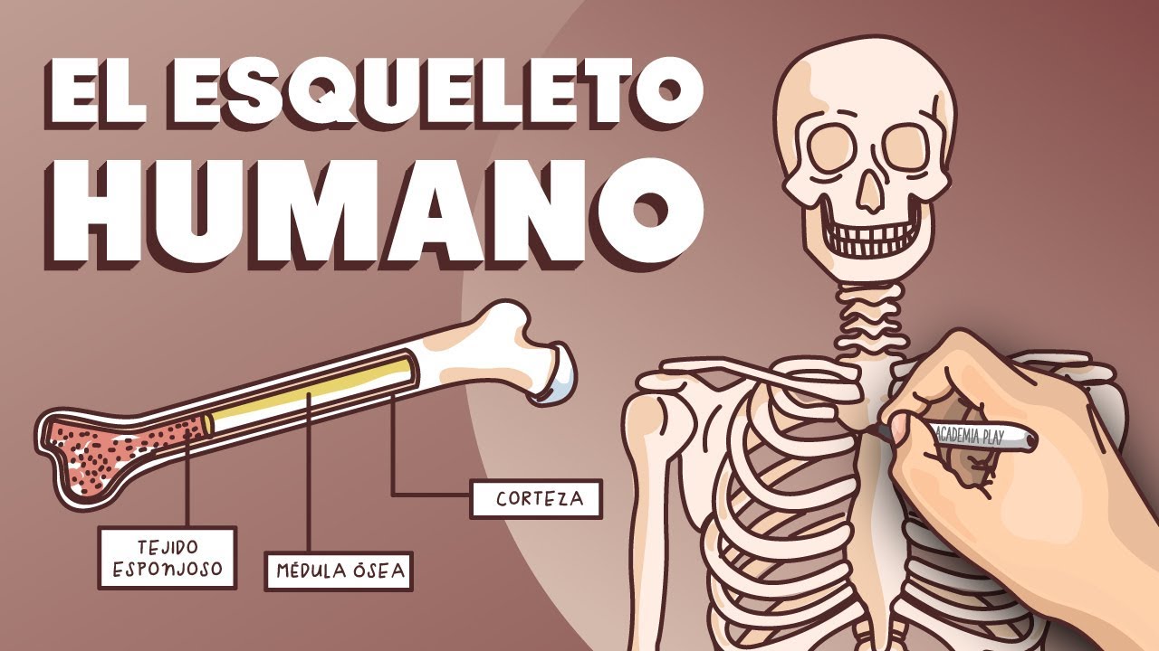 Ilustración del sistema óseo sin etiquetas