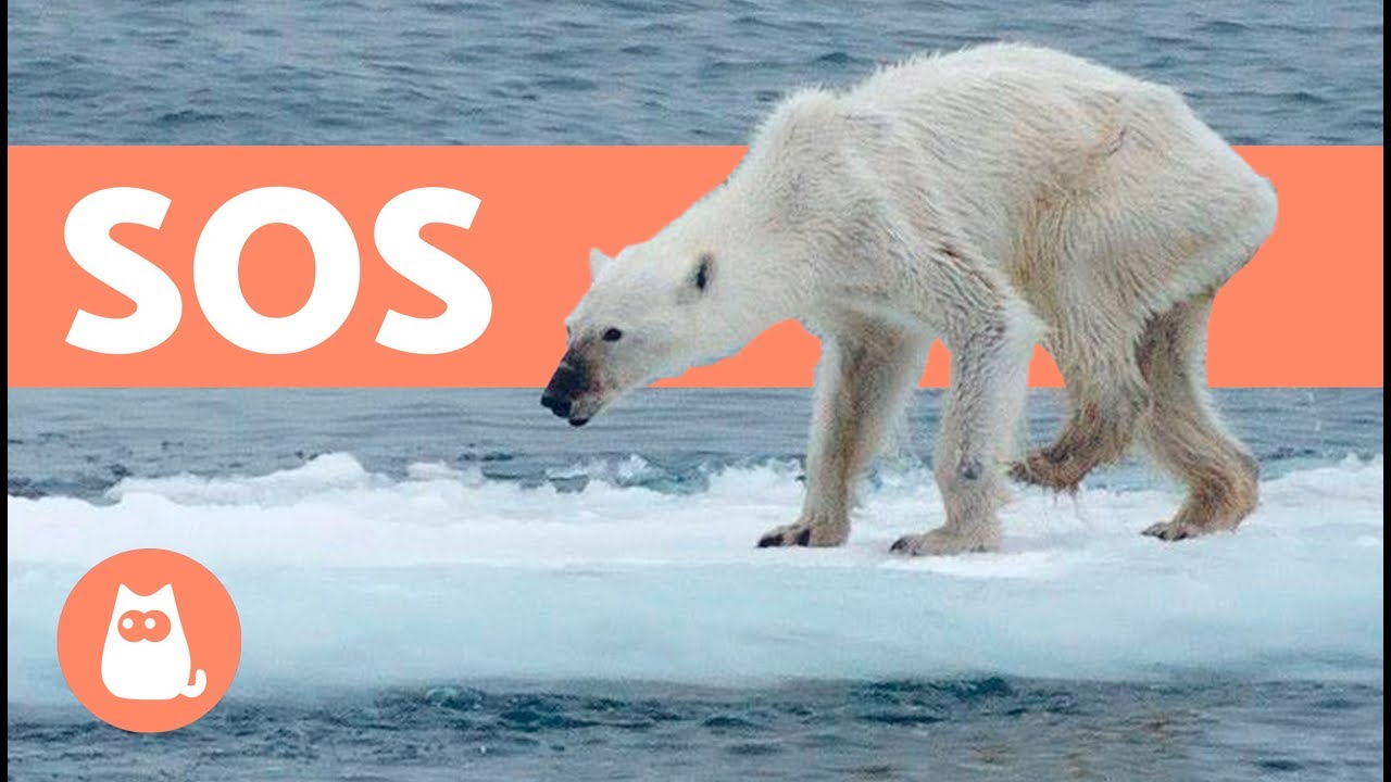 Impacto del calentamiento global en la extinción de osos polares