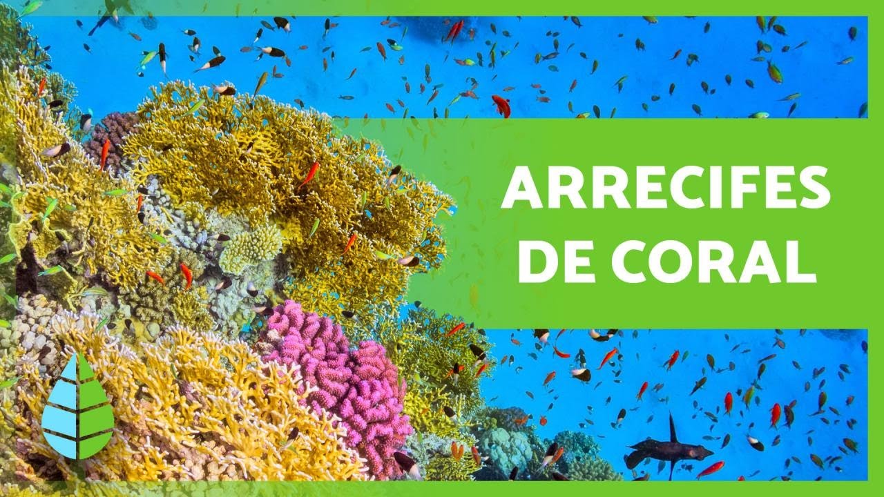 Importancia de conservar los arrecifes de coral
