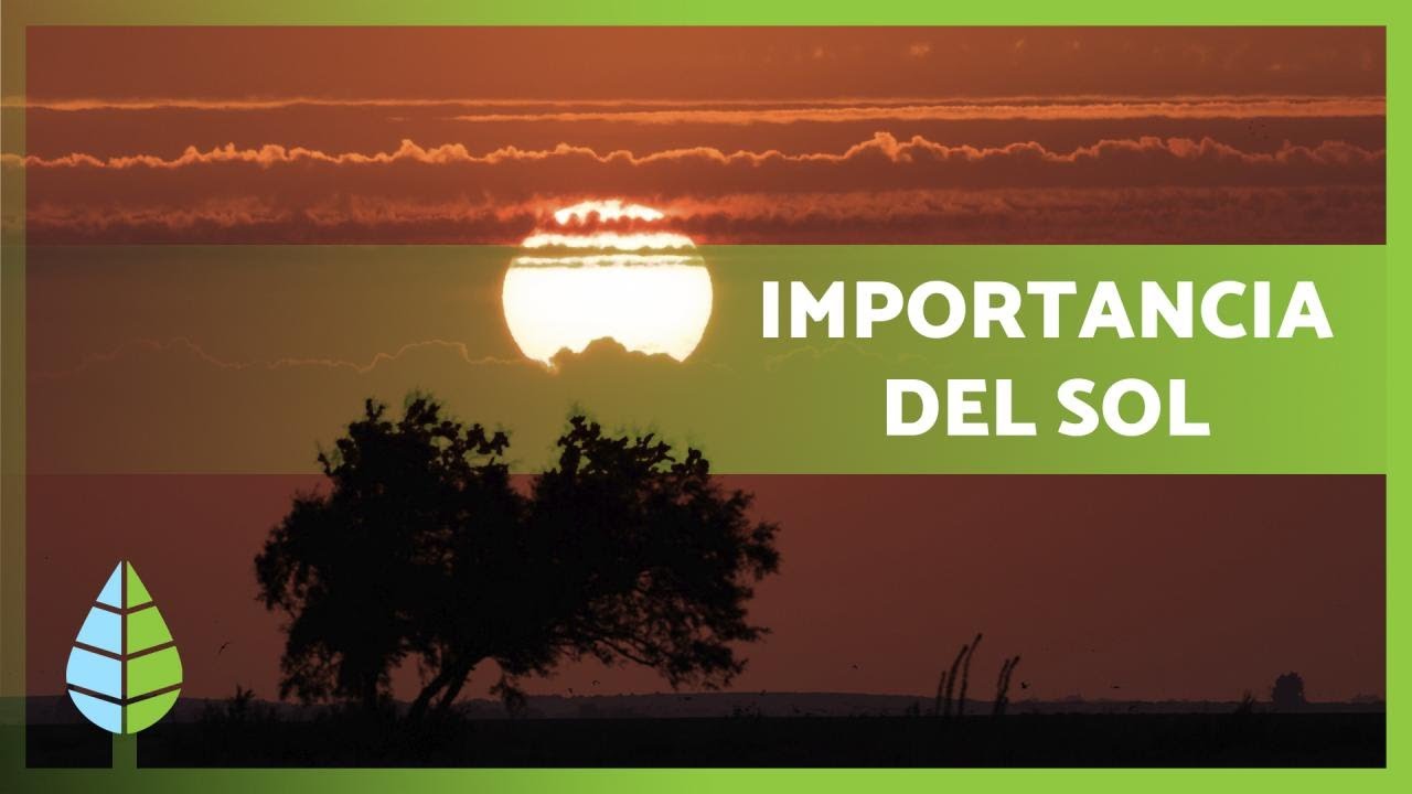 Importancia de la luz para los seres vivos: ¡Descubre sus beneficios!