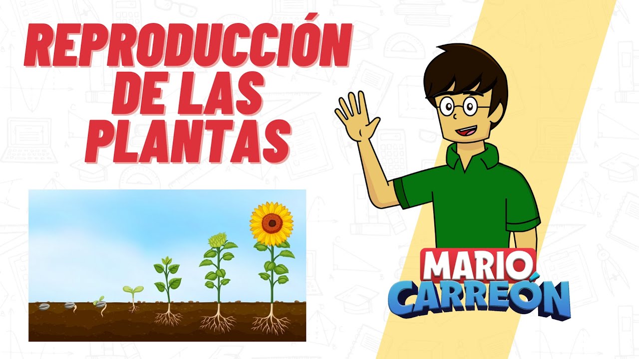 Importancia de la reproducción de plantas: Todo lo que debes saber