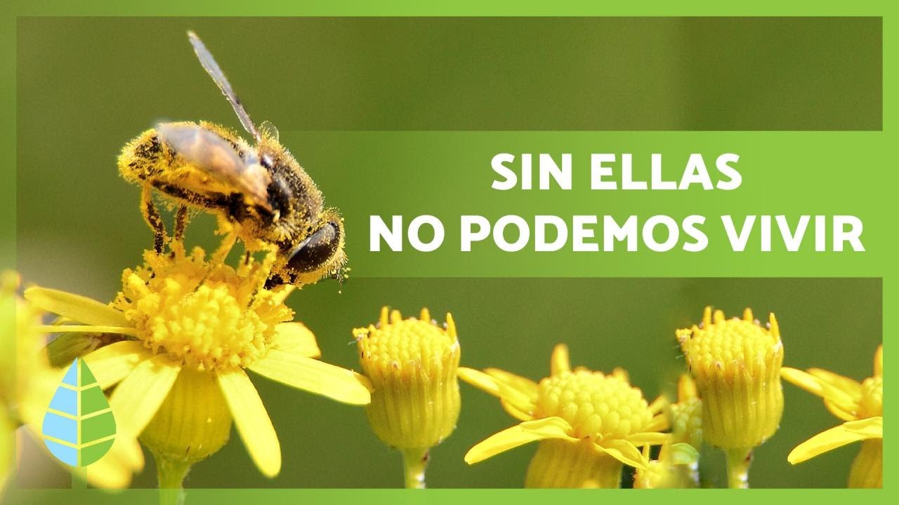 Importancia de las abejas en el mundo
