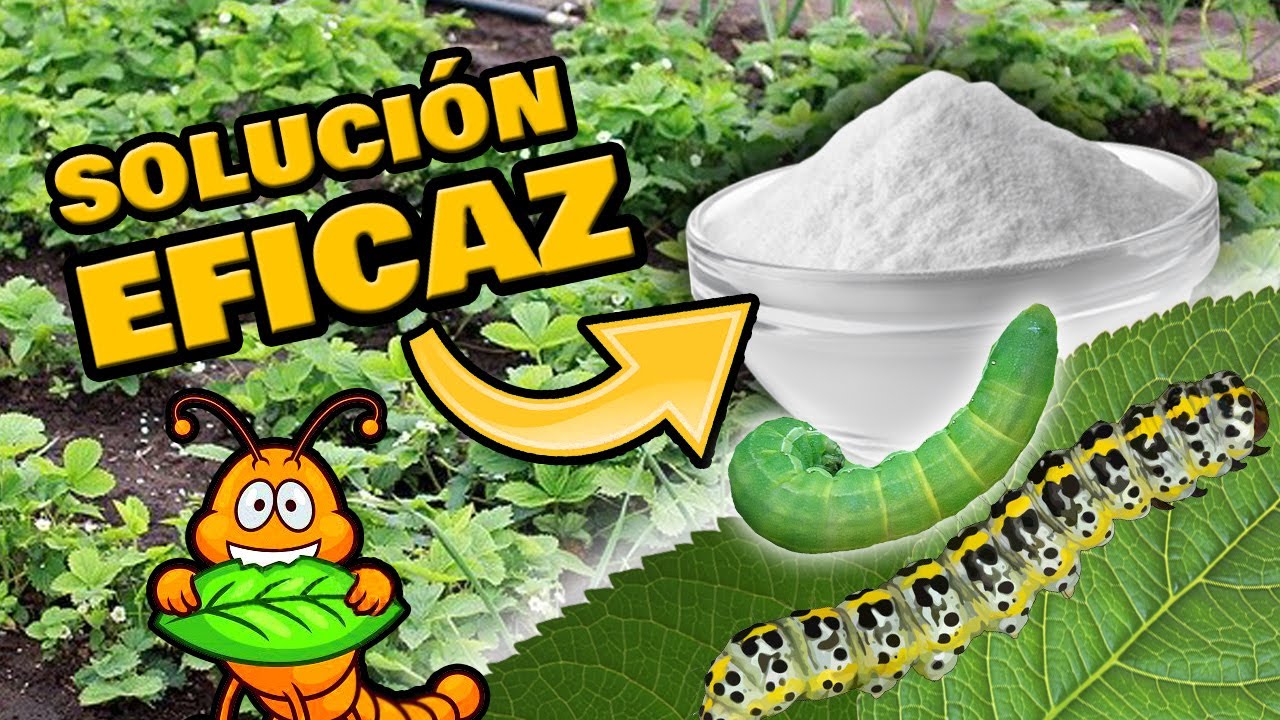 Importancia de las plantas para las orugas