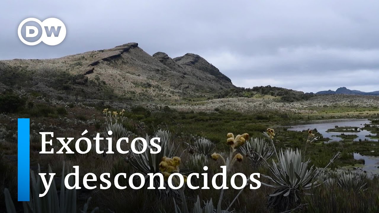 Importancia de los páramos en Colombia