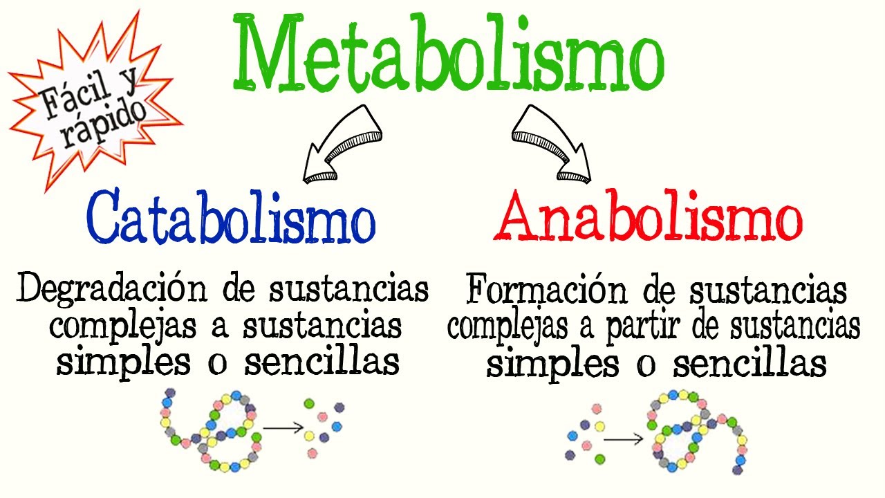 Importancia del proceso anabólico en la nutrición