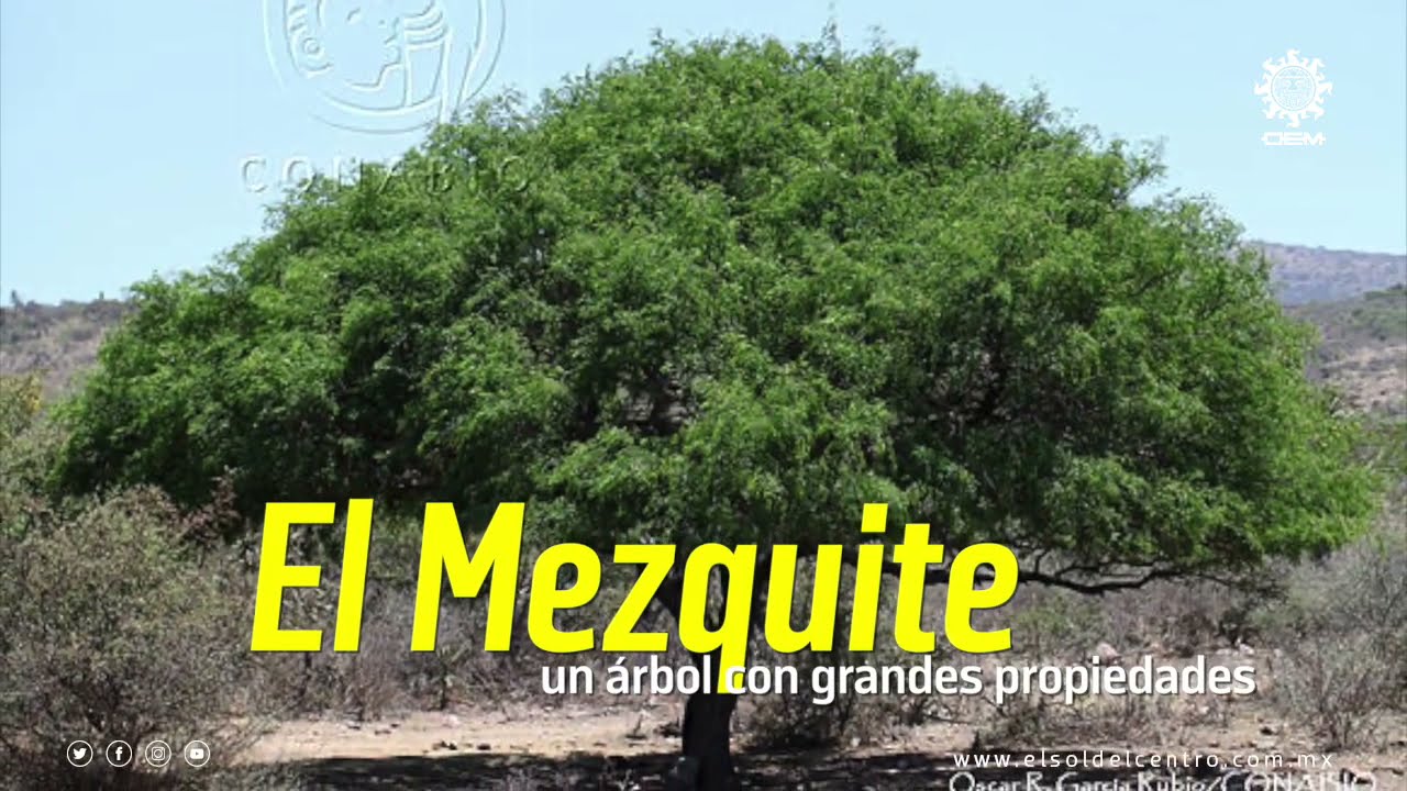 Injerto de mezquite para la diabetes