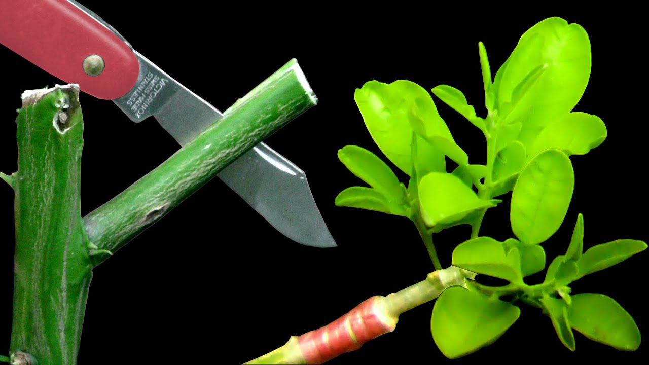 Injerto de plantas: beneficios y usos prácticos