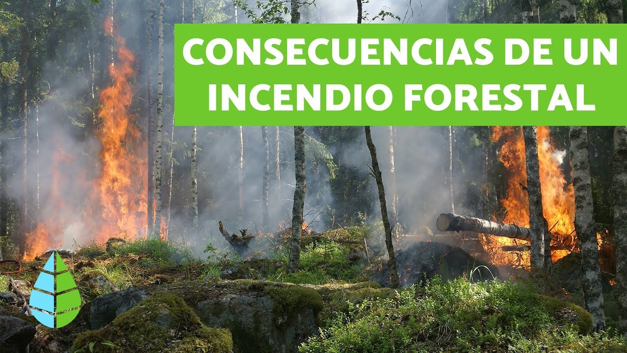 Investigación sobre incendios forestales: un enfoque profundo
