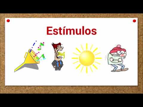 Irritabilidad celular: ¿cómo se produce?