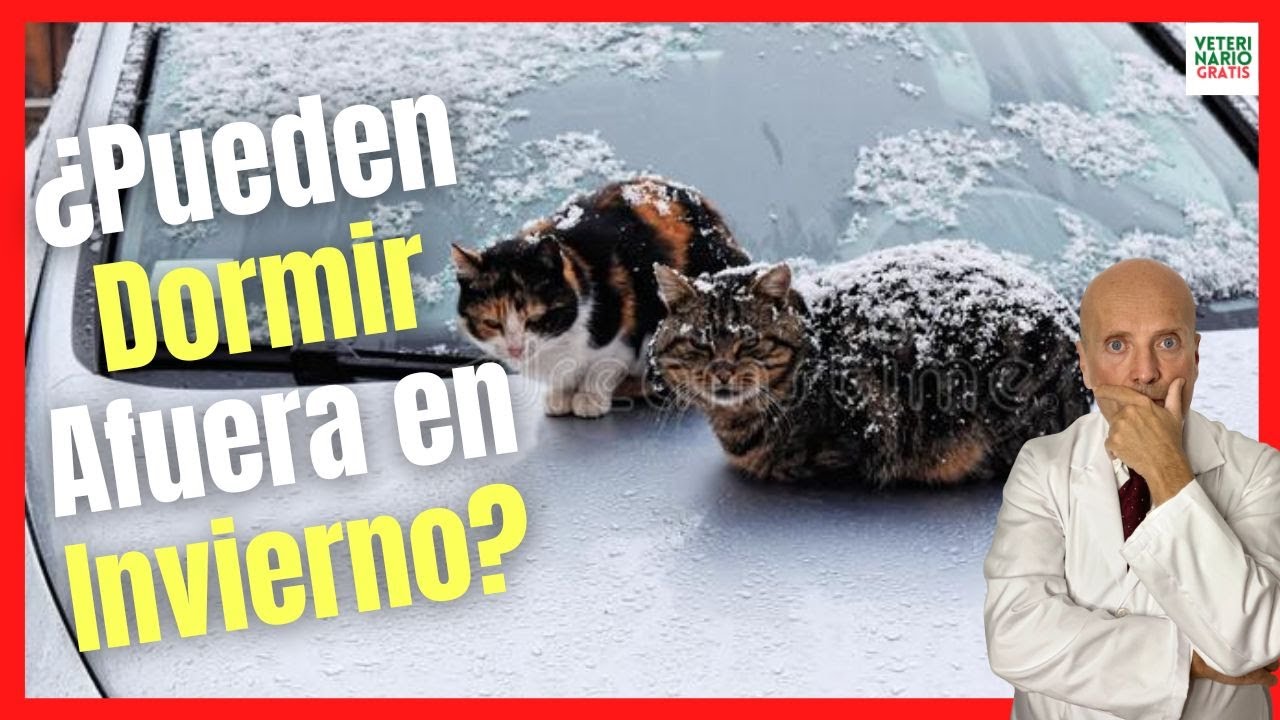 La alimentación de los gatos en invierno