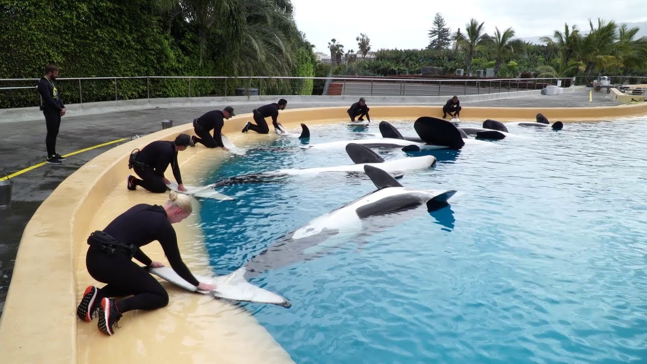 La clasificación de las orcas según su alimentación