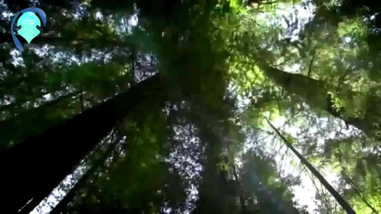 La degradación del papel higiénico en el medio ambiente