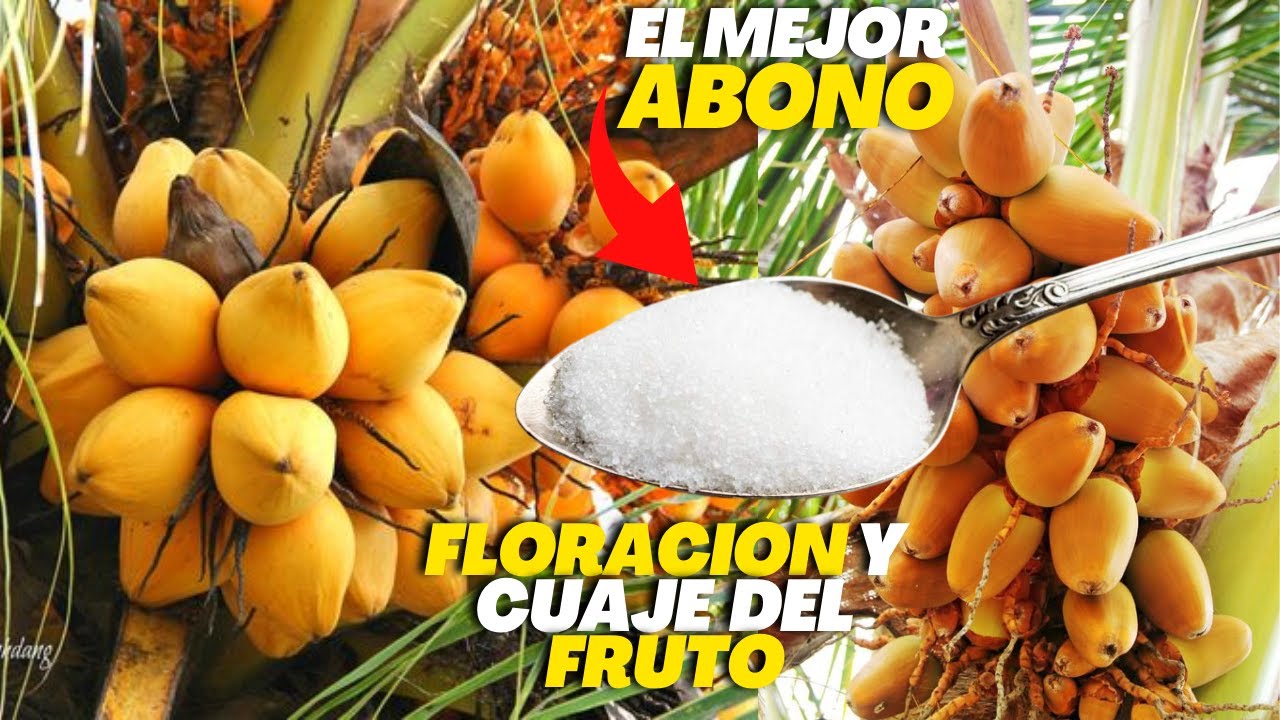 La exótica flor de la palma de coco