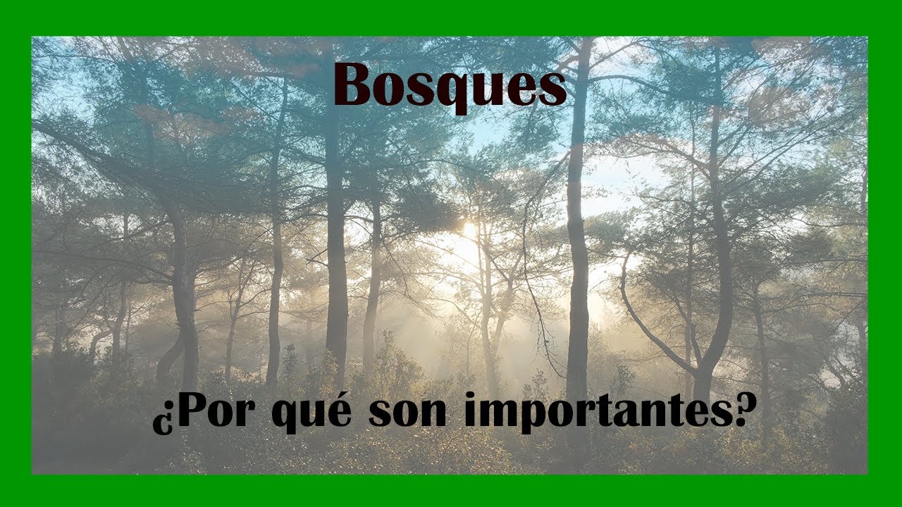 La importancia de los bosques: ¿Por qué son vitales para el planeta?
