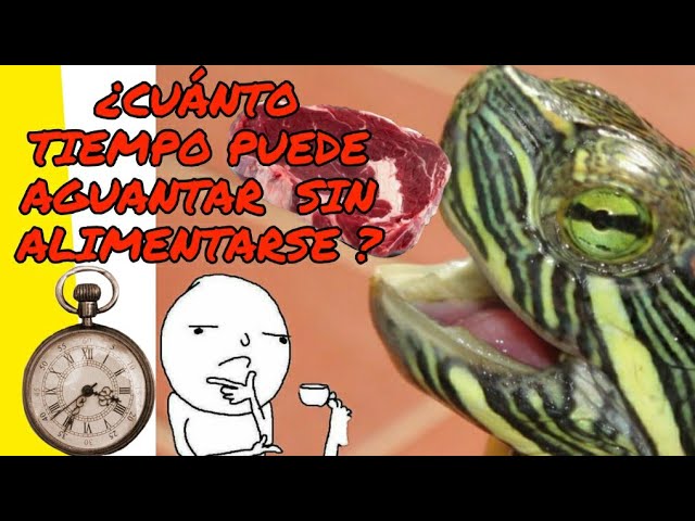 La increíble resistencia de las tortugas sin alimento